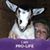 Dana Pittman's profile image