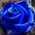 Kathleen Comfort's profile image