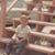 Michael Ramey's profile image