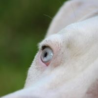 Rachel Fisher Dowse's profile image