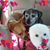 Karinia Poirier's profile image