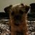 Alicia Mechelle Torres's profile image