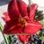 Nena Cantillo's profile image