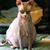 Alexandra Dahlin's profile image