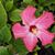 Lisa Widrick Ditta's profile image