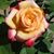 Jo-An Ruth Prevatt's profile image