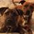 Sharon Scharf's profile image
