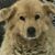 Jodi Metzger's profile image
