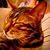 Jason McKay's profile image