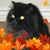 Patricia Hall Whigham's profile image
