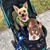 Lisa Gaboury's profile image
