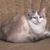 Cheryl Wegmann's profile image
