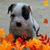 Patricia Lopez Vaught's profile image