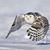 Lynne Ogburn's profile image
