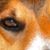 Sue Jewart-Jacobs's profile image