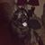 Pino Fanizzi's profile image