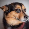 Dianne V.'s profile image