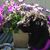 Susan Meyer's profile image