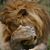 Brendan Bakken's profile image