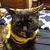 Sarah F. Carr's profile image