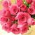 Sonia Dinora Portillo's profile image