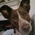 Carolee Langer's profile image