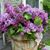Lisa Friesen's profile image