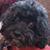 Tracey Beasley Gill's profile image