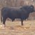 Tom Dukes's profile image