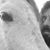 Santamonica Desanti's profile image
