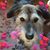 Diane Shouse's profile image