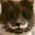 Daniel Treto's profile image