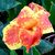 Ronda Korbelik's profile image