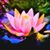 Lisa Hooper's profile image