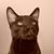 Alfonso de Lamadrid's profile image