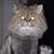 Patty Jack Haley's profile image