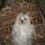 Denise Micklewright's profile image