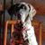 Carol Mattson Tangwall's profile image