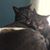 Marie-Josee Benoit's profile image