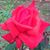 Marion Linda Thorne Coker's profile image