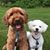 Christy Carden Bradley's profile image