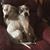 Jessica Shires's profile image