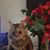 Liz Piceno's profile image