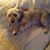 Janice Kay Ogden-Marashi's profile image
