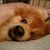 Sharon Hanley Orlando's profile image
