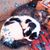 Debra Aumock's profile image