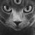 Zachery Sullivan's profile image