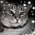 Susan Dusoe's profile image