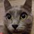 Robert Nielsen's profile image