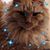 Debbie Robey's profile image